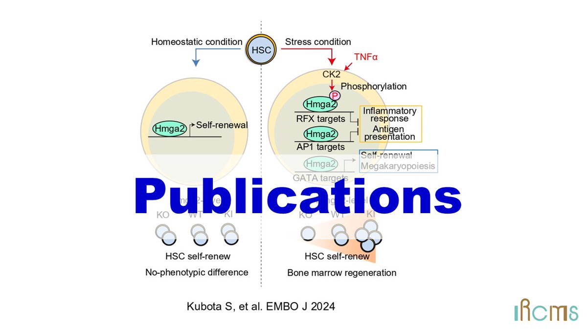 IRCMS_KU's tweet photo. [Publications Update]     

Lab: Goro Sashida  

Title: Chromatin modifier Hmga2 promotes adult hematopoietic stem cell function and blood regeneration in stress conditions @embojournal 

Find out more ⏩https://t.co/Vlw9RDDFFk

#KumamotoUniversity #IRCMS #EMBOJournal https://t.co/zUfJXARkFs