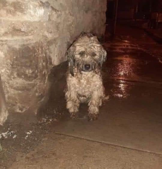 Por favor, no los dejes sufriendo las inclemencias de las #lluvias e #inundaciones, ellos también necesitan amor y un techo que los proteja 🥺