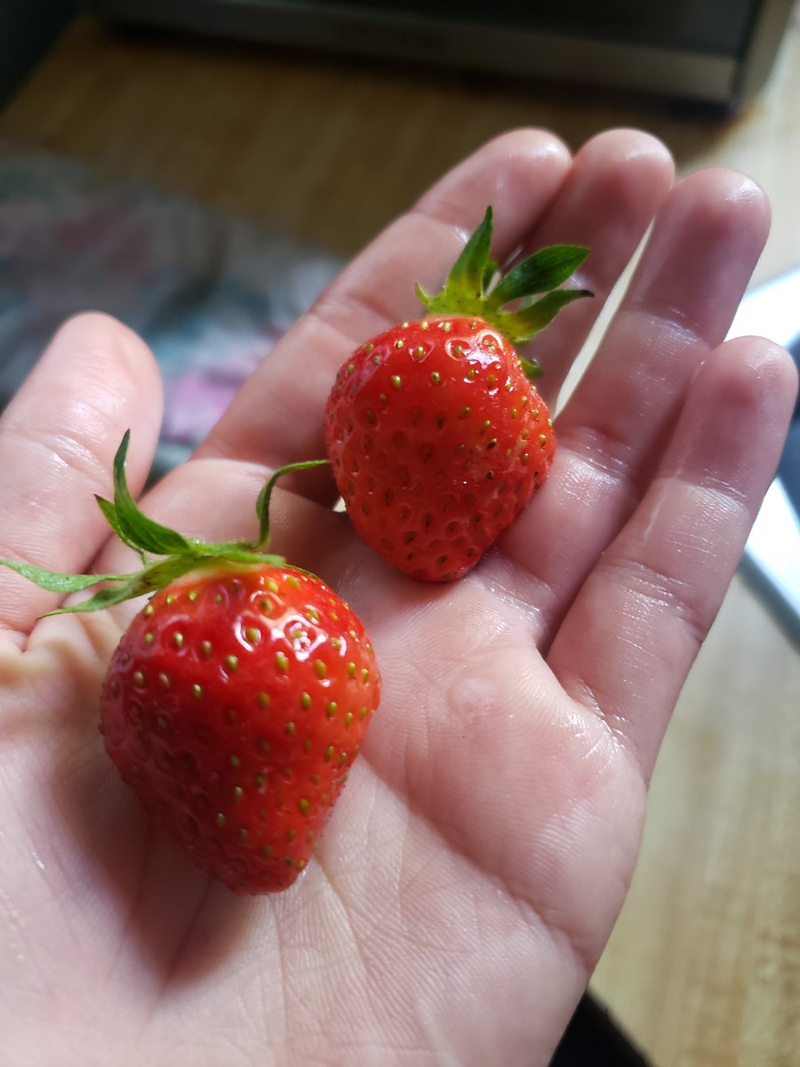 BCForaging's tweet photo. Everything's growing!! 🌱🍓 First strawberries of the season and the tiniest little pea coming along 🤗 Happy Sunday everyone!! https://t.co/bHUZiXXC8B