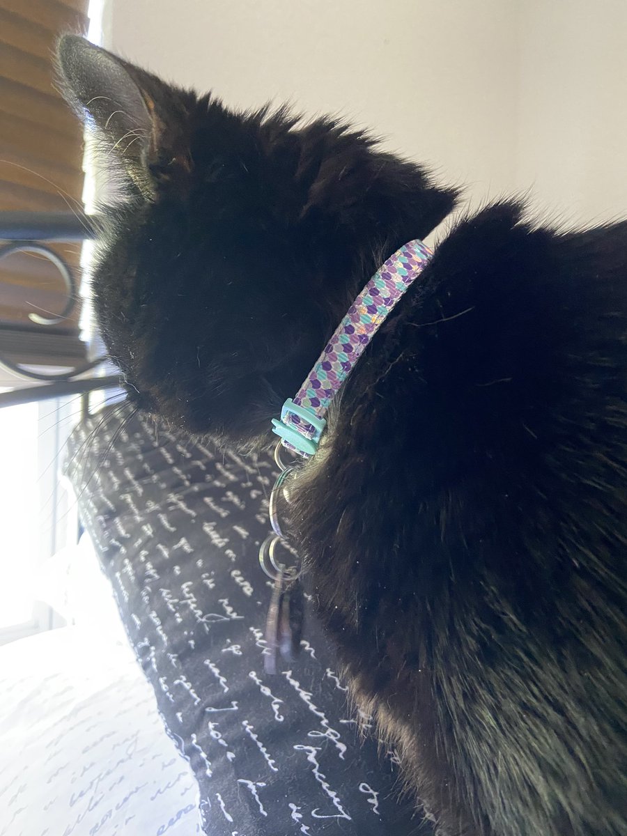 Another new collär because mine other one died a zoomie related death
#catsoftwitter
