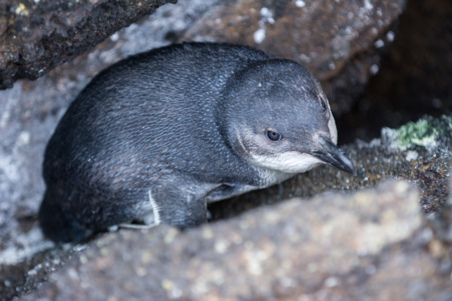 Own a dog? Know the rules.

We urge dog owners to ensure they only take dogs where allowed and to keep their dogs under control after two little blue penguins/kororā were killed by dogs.

More information: bit.ly/3xt5TQ8