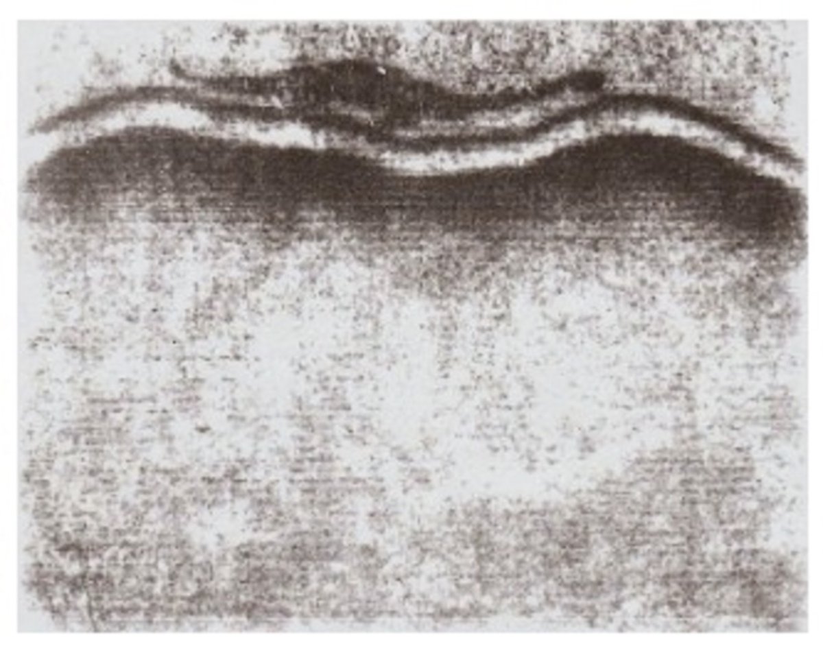 Purported Echogram Printout of the Kodiak Dinosaur
