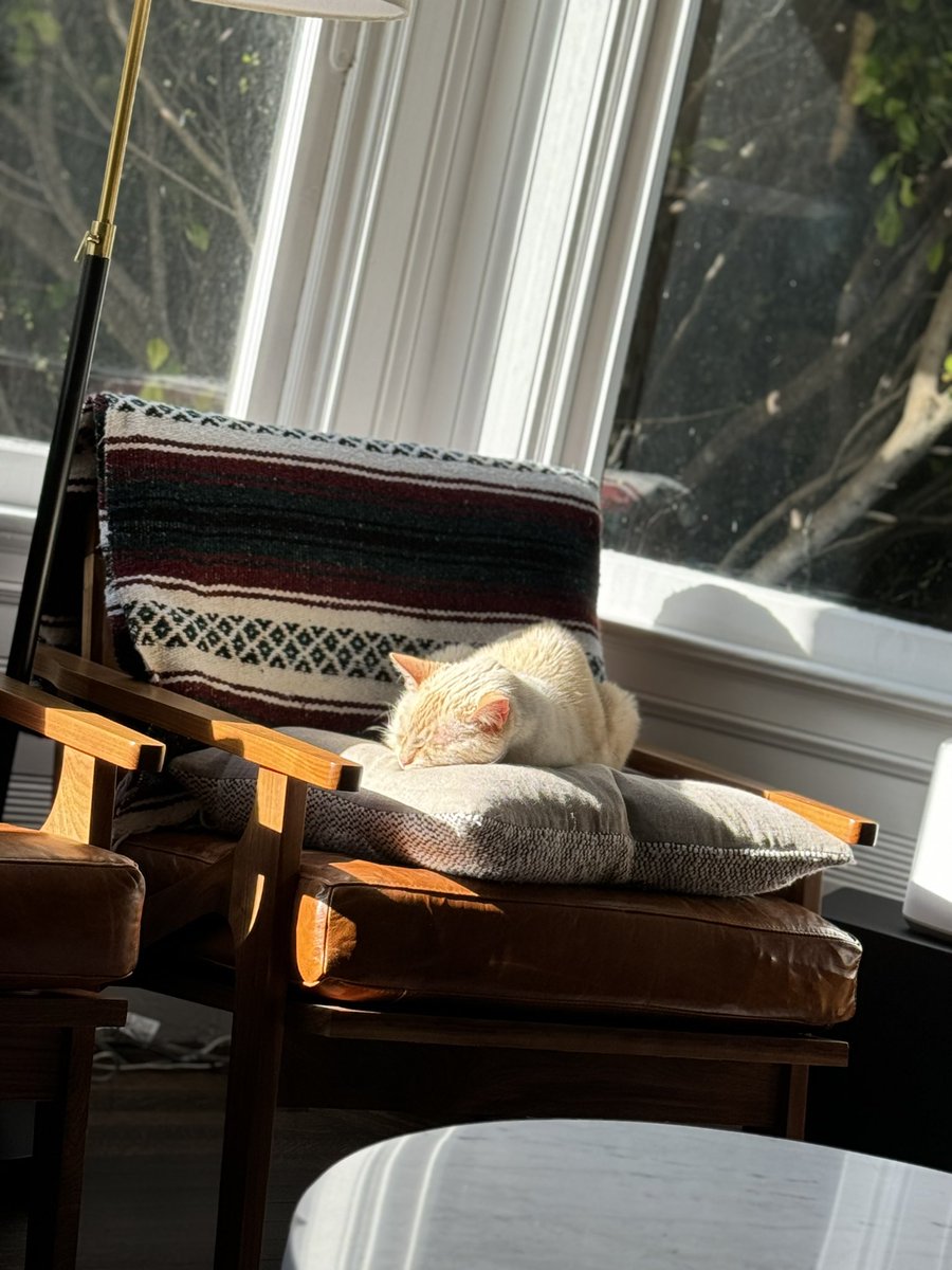 CatDaddyMD tweet media