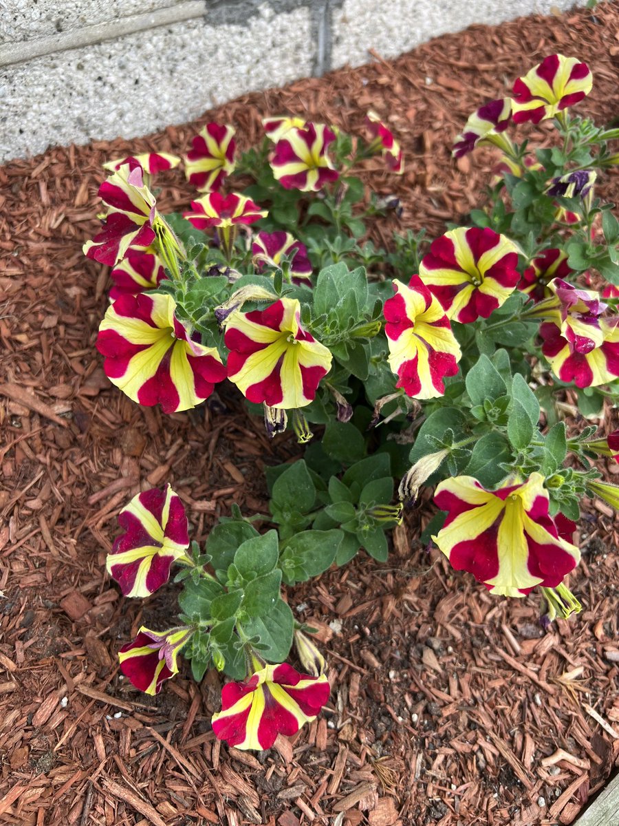 Chelsey Grasso tweet media