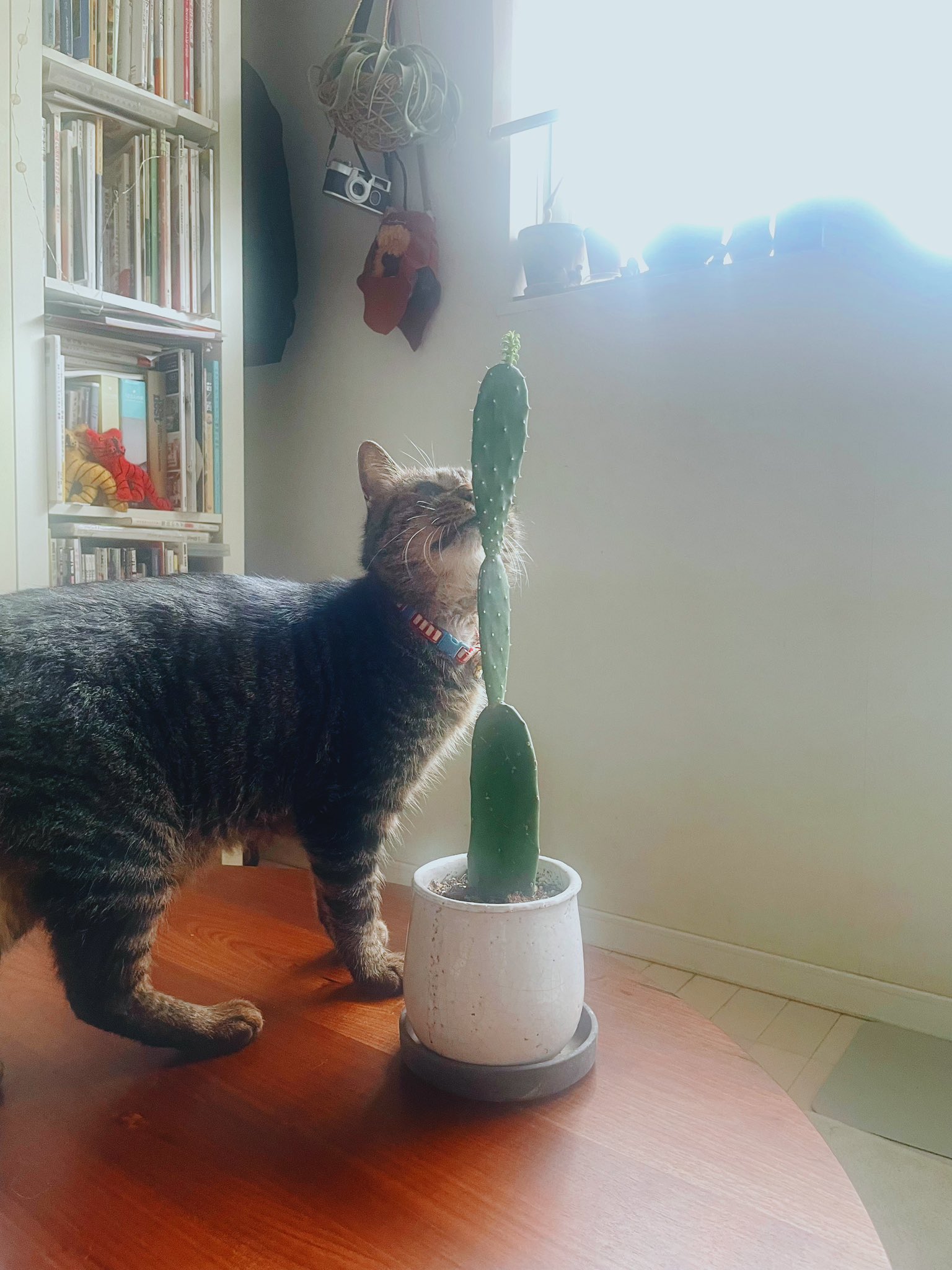 サボテンページ 2 サボテン全書 All about CACTUS | パワポン・スパ