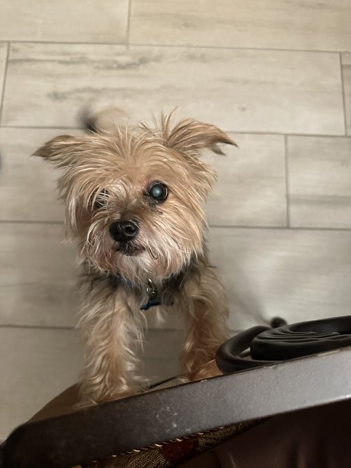 My parents dog has Bieber hair rn. lol 😂 https://t.co/kyVZMG4Rij<a href="/tag/newyork"class="tags"><span>&#35;newyork</span></a>