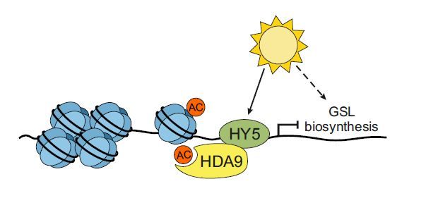 NEWS &amp; VIEWS:  Epigenetic regulation of glucosinolate biosynthesis sees the light of day (Moona Rahikainen) buff.ly/3VRMeCG <a href="/MoonaRahikainen/">Moona Rahikainen</a> <a href="/ASPB/">ASPB</a> #PlantSci
