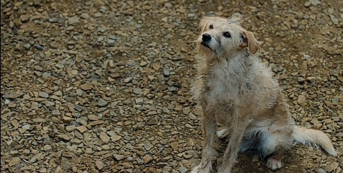 imalejamotta_'s tweet photo. 4. Nos muestran el amor de los perritos, lo uso, lo pateo y aún así el lo mira con ojitos de pesar #LaCasaDelDragón https://t.co/oyBSUQXX0M