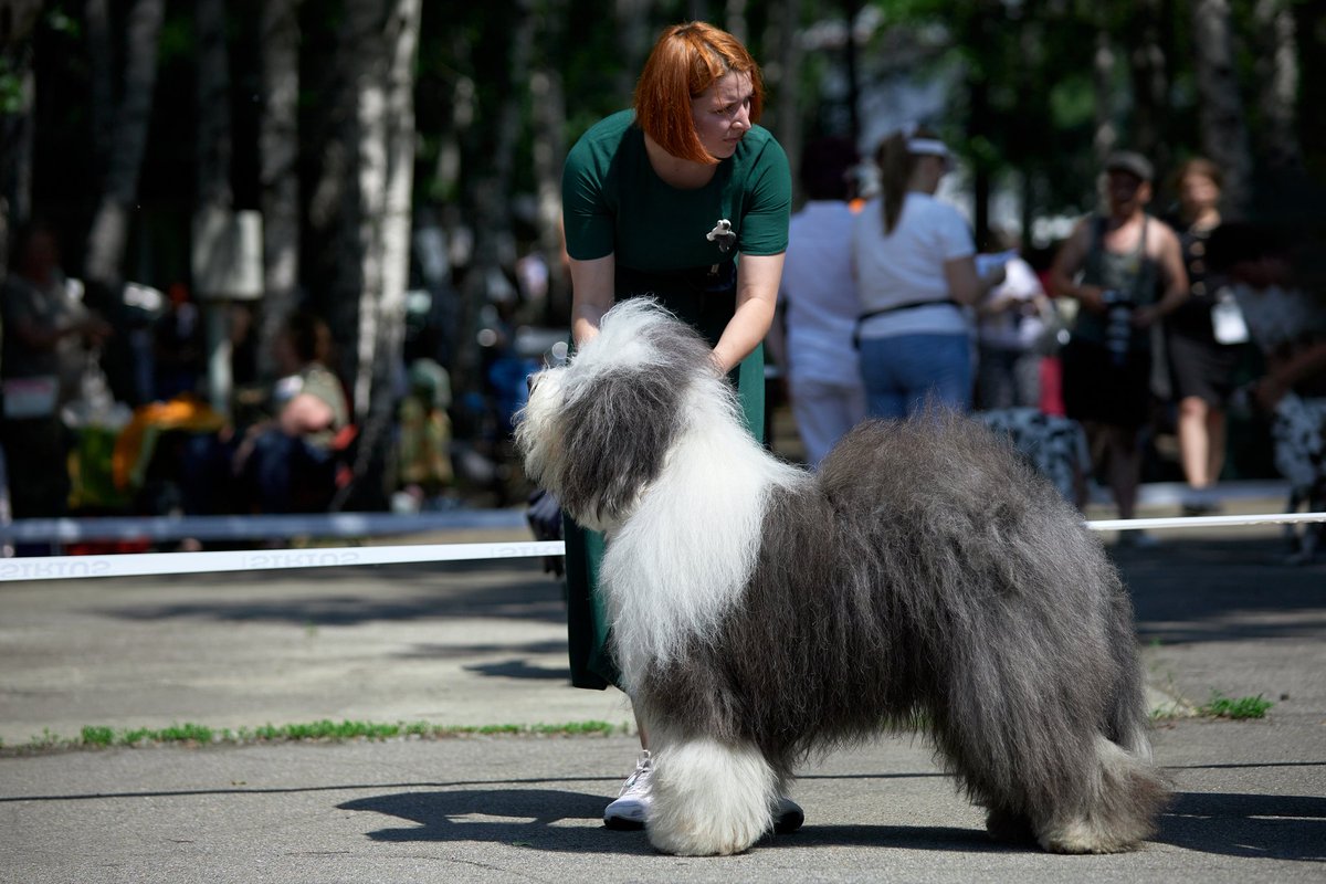 Pinguinolog's tweet photo. Want to share here too.
Obi wan Kenobi - BIS-1, BISS-1 
on prev week my boy and I won the whole dog show and specialty ring too)
 everyone here knows that I also have dogs ,that now become a huge part of my life and changed it a lot) https://t.co/qHHkv7nD8s