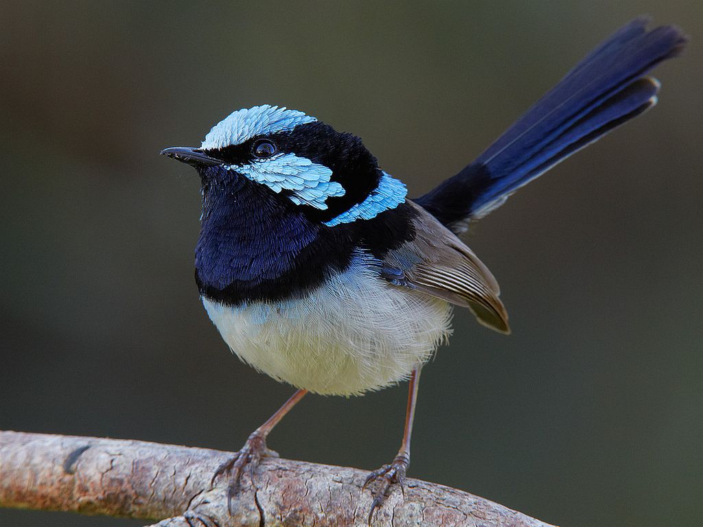Superb Fairy-wren habitats are being helped through Superb City Wren's citizen science project in Melbourne. FEA is supporting them through the Creating Opportunities Fund.
Find out more about the bird below!
futureearth.org.au/news/urban-nat…