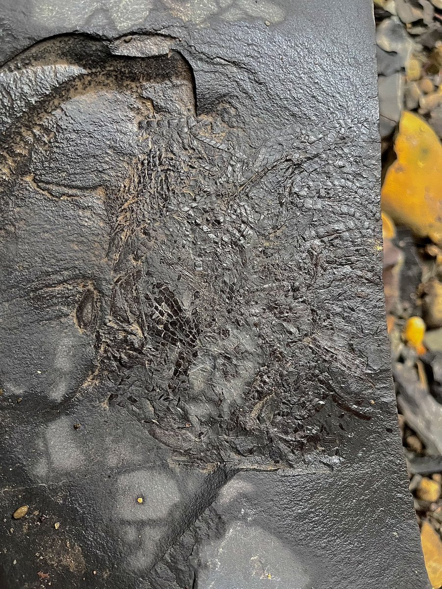 kryptophanaron's tweet image. Great weekend visiting the famous Cleveland Shale, capping off an unforgettable week of #NAPC2024! Got to spend quality time with some wonderful paleontologists from across the country and the entire globe.