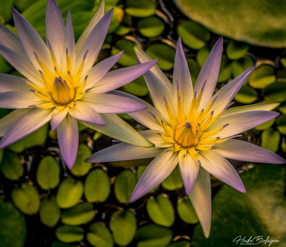 Good Morning Universe                            
Good Morning Ladies
<a href="/witchofgric/">MaLena</a> <a href="/Debra_McGill/">🇵🇸 🇮🇱 ☮️ Debra ⛄️❄️</a> <a href="/SwietjesO/">Swietjes Outlander</a>
<a href="/10MinDQ/">Cookie Roof 🍪</a> <a href="/apapworth58/">AndyPandy 💙</a> <a href="/brittafahl70/">Britta Fahl</a>
<a href="/rosannefrank25/">Rosanne Frank</a> <a href="/KathleenCormi16/">Kathleen Cormier 🍄🟧</a>
<a href="/LallyFawn/">Lally</a> <a href="/LuckeyLass/">Cyn Luckey</a>