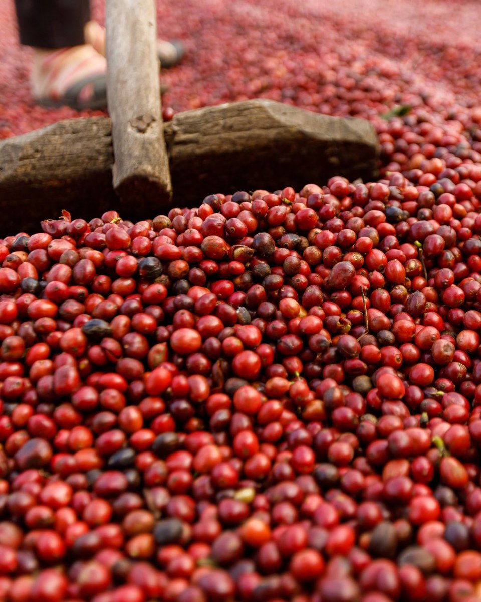 CodaCoffee's tweet photo. The road less traveled is the road we’re on, in pursuit of the best beans in the world! 🌱☕️ https://t.co/Wcf1yCuooz