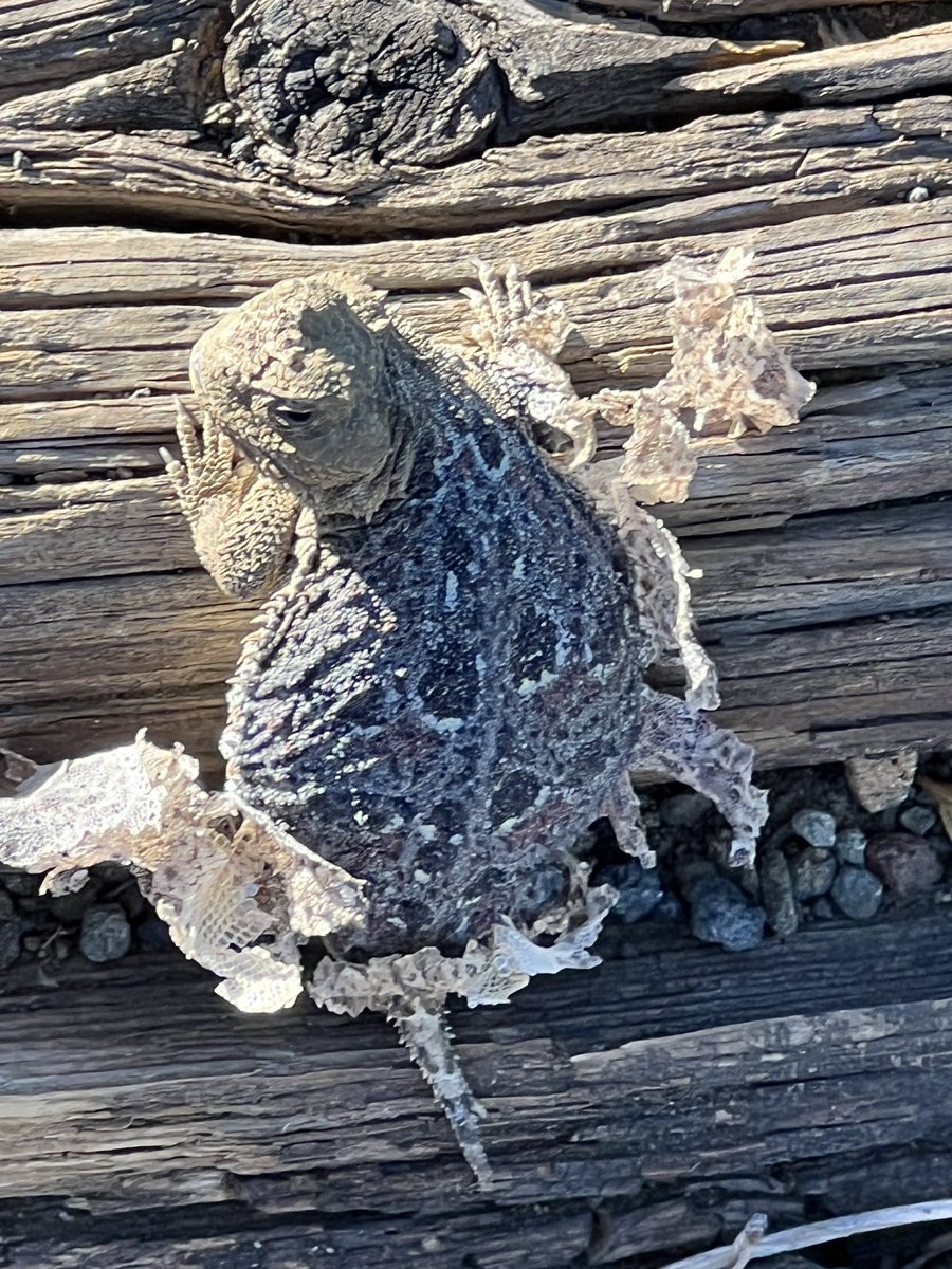 cerena's tweet photo. Found this little guy on the way up to the tower yesterday. Pigmy short-horned lizard—we call them horned toads. Freshly molted, quite fearless. You have to be careful certain times of day not to step on them—they like to sun themselves on the trail.
#SandMountain #firelookout https://t.co/BL3XWdL6GH