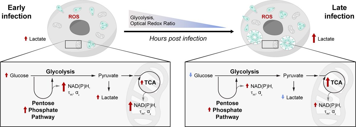 Congratulations <a href="/GINA_GALLEGO/">GINA GALLEGO</a> for her paper published today: "Metabolic changes in Toxoplasma gondii-infected host cells measured by autofluorescence imaging" journals.asm.org/eprint/TAWXBPV…