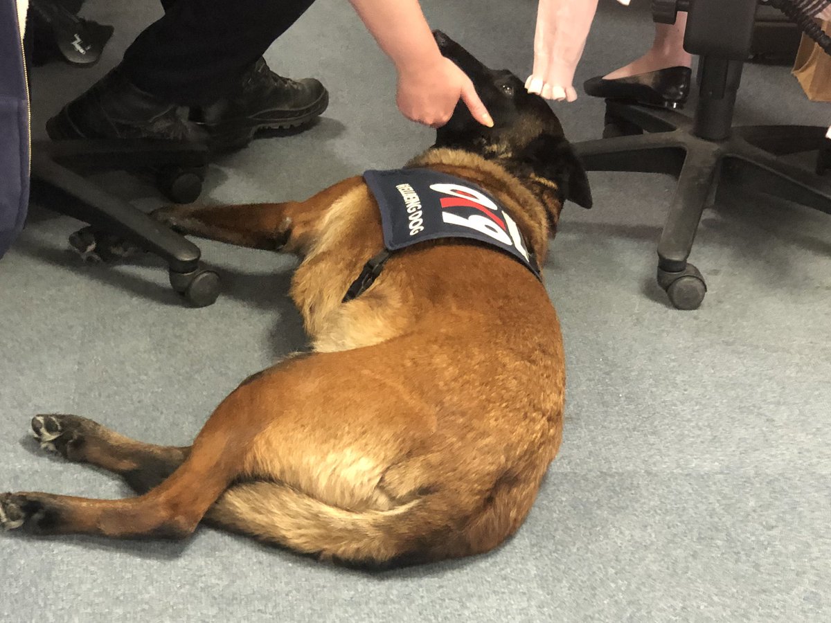 Chappers2013's tweet image. This afternoon @PBaloo was #spreadingsmiles at @EssexPoliceUK #Benfleet

#wellbeingdog 
@OscarKiloNine 
@OscarKiloUK