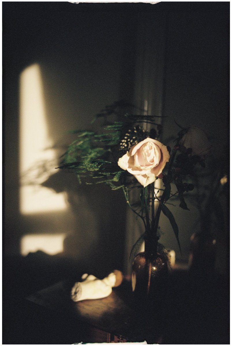 mosquito bites and roses