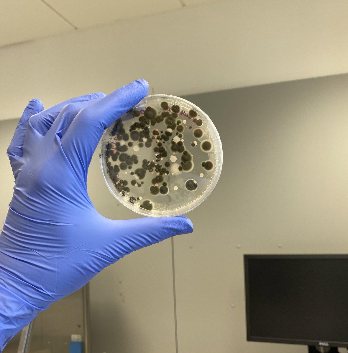 OLastovetsky's tweet photo. Growing some cool #foodfungi this summer at the #MIntlab 🍄 https://t.co/JRgrPFcKMl