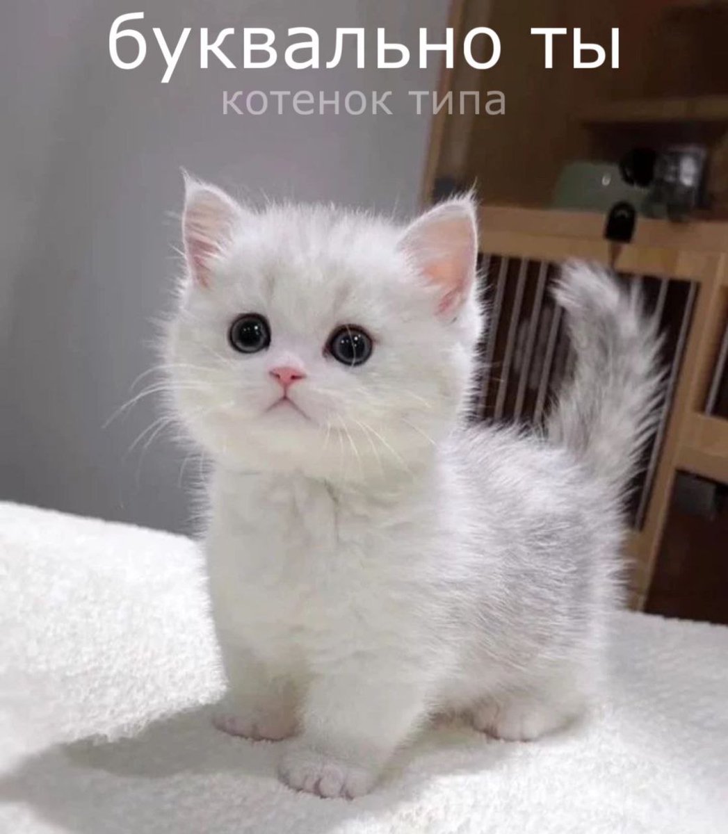 cats, i love cats (@catsilcats) on Twitter photo 