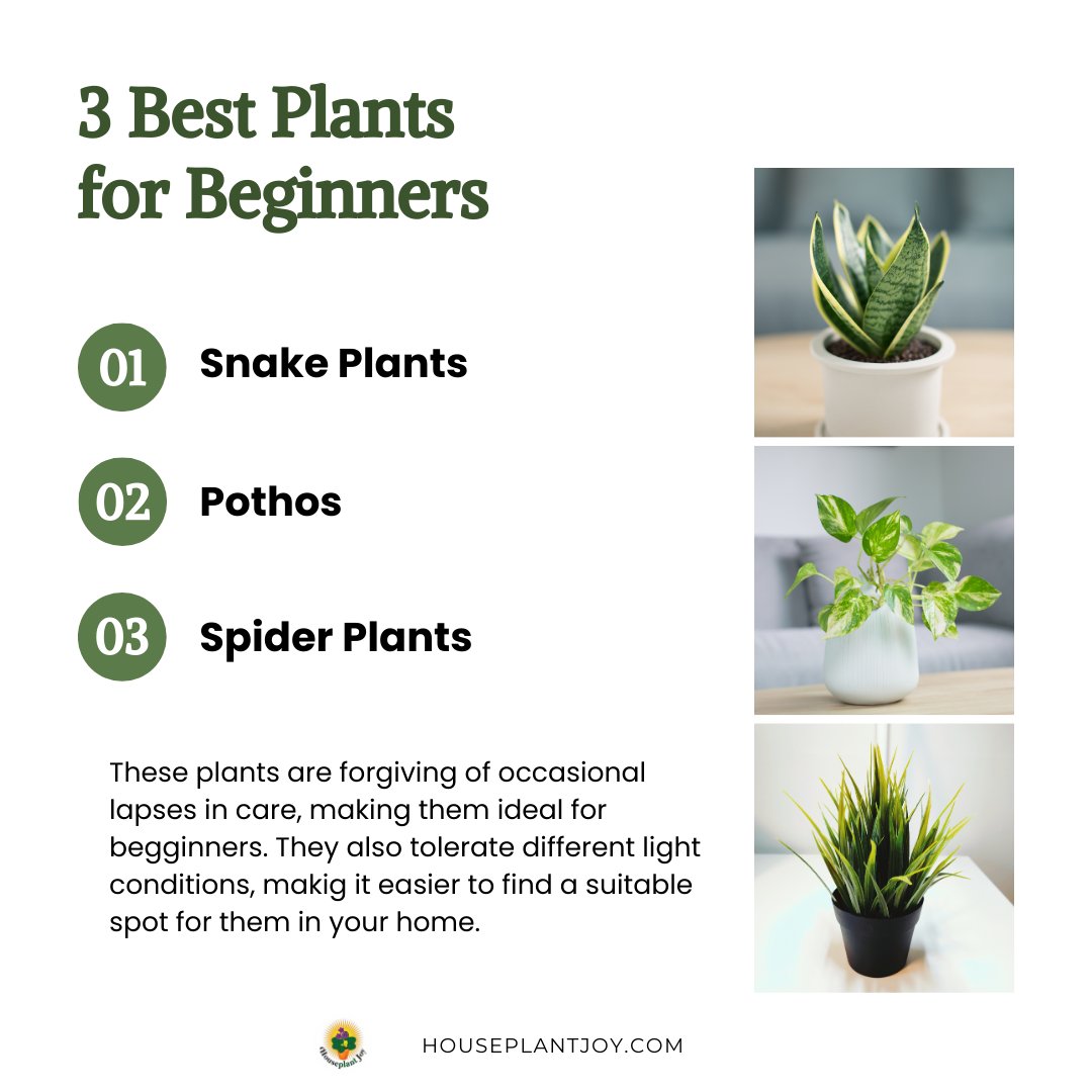 HouseplantJoy's tweet photo. π± New to houseplants? Start with these easy-care beauties! Please read the full article on our website: https://t.co/tfDbvnglj1
#BeginnerPlants #EasyCare #PlantLovers #houseplantjoy https://t.co/1d2wf3OZ2S