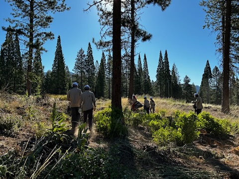 Shasta-Trinity NF tweet media