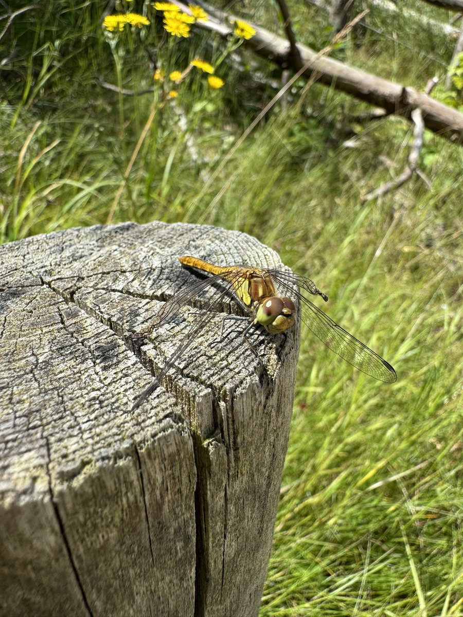 Heerlijke dag!! Volop buiten voor de nieuwe activiteit Code S.T.O.R.M. die we in Schoorl willen uitrollen. bit.ly/3PB2MLH Inmiddels staat de teller op 53%! Alle donateurs die meer dan €25 bijdragen ontvangen 2 vrijtickets! <a href="/buitenfonds/">Buitenfonds</a> <a href="/staatsbosbeheer/">Staatsbosbeheer</a> #schoorlseduinen