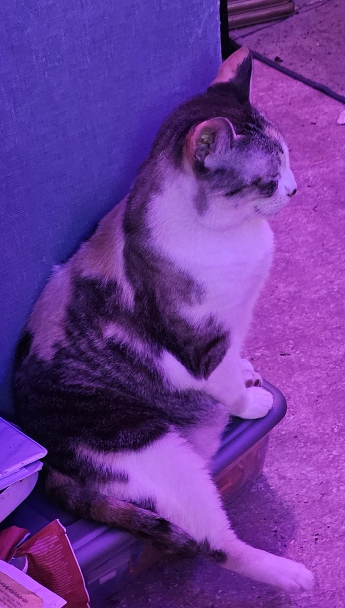 RealmMystic's tweet photo. MeowOmmmmm  
#kittyzen #om #meditation 
✨️💖🐈💙 https://t.co/w9AGaK2CcJ
