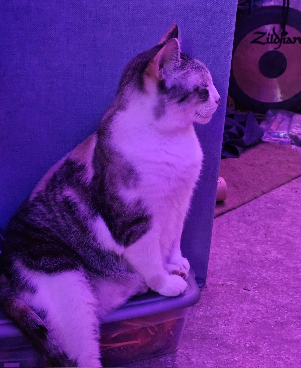 RealmMystic's tweet photo. MeowOmmmmm  
#kittyzen #om #meditation 
✨️💖🐈💙 https://t.co/w9AGaK2CcJ