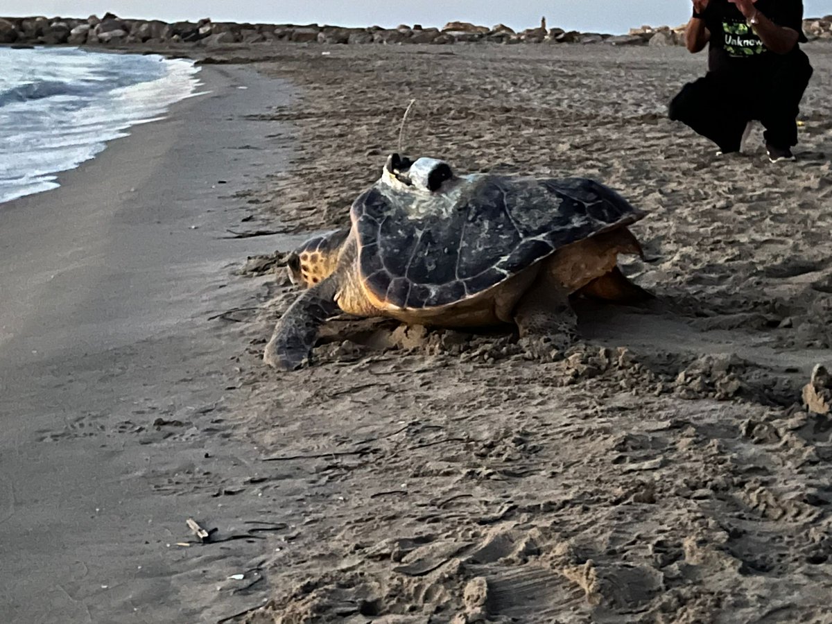 Caretta a la Vista! (@carettaalavista) on Twitter photo 🐢🐢 Comencem a tenir tortugues intentant nidificar a les nostres platges!
Alguna d'elles, una vella coneguda gràcies a la #recerca que fa anys que es fa per a la seva conservació. Com la Mascletà, que aquest any ha aparegut a La Pineda.
➡️ Ajudem-la a fer niu de nou! 🐢🐢 Comencem a tenir tortugues intentant nidificar a les nostres platges!
Alguna d'elles, una vella coneguda gràcies a la #recerca que fa anys que es fa per a la seva conservació. Com la Mascletà, que aquest any ha aparegut a La Pineda.
➡️ Ajudem-la a fer niu de nou!