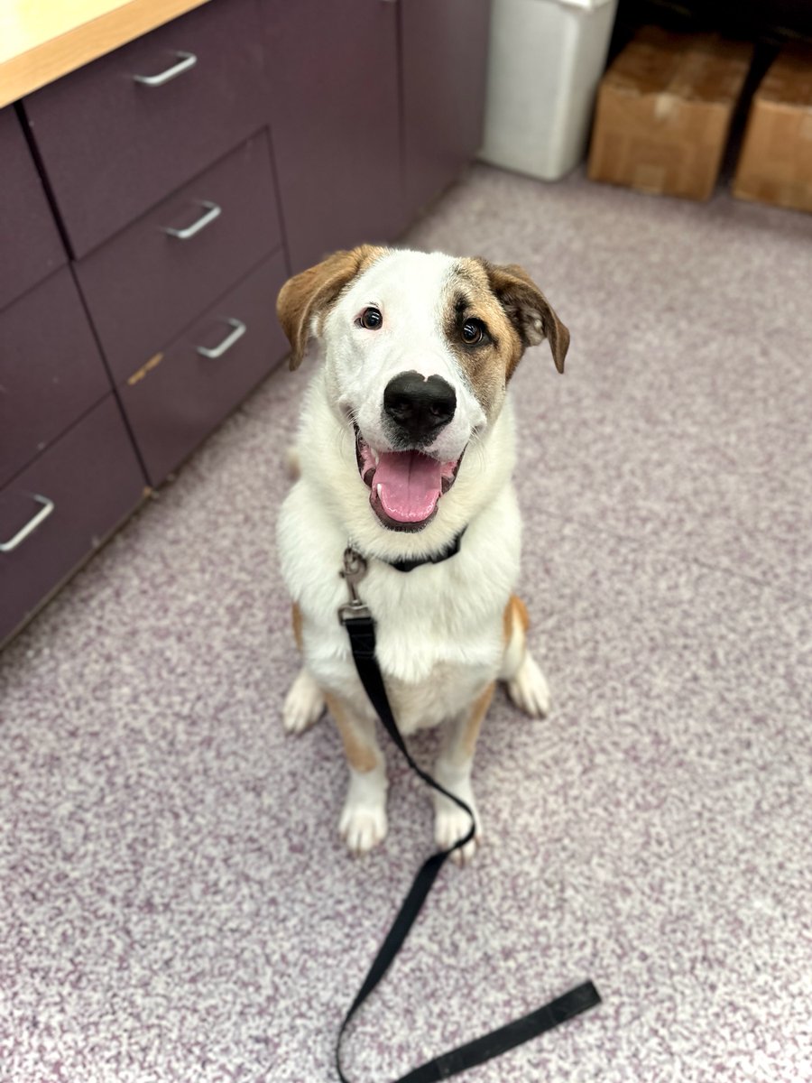 Humane Society HBG tweet media