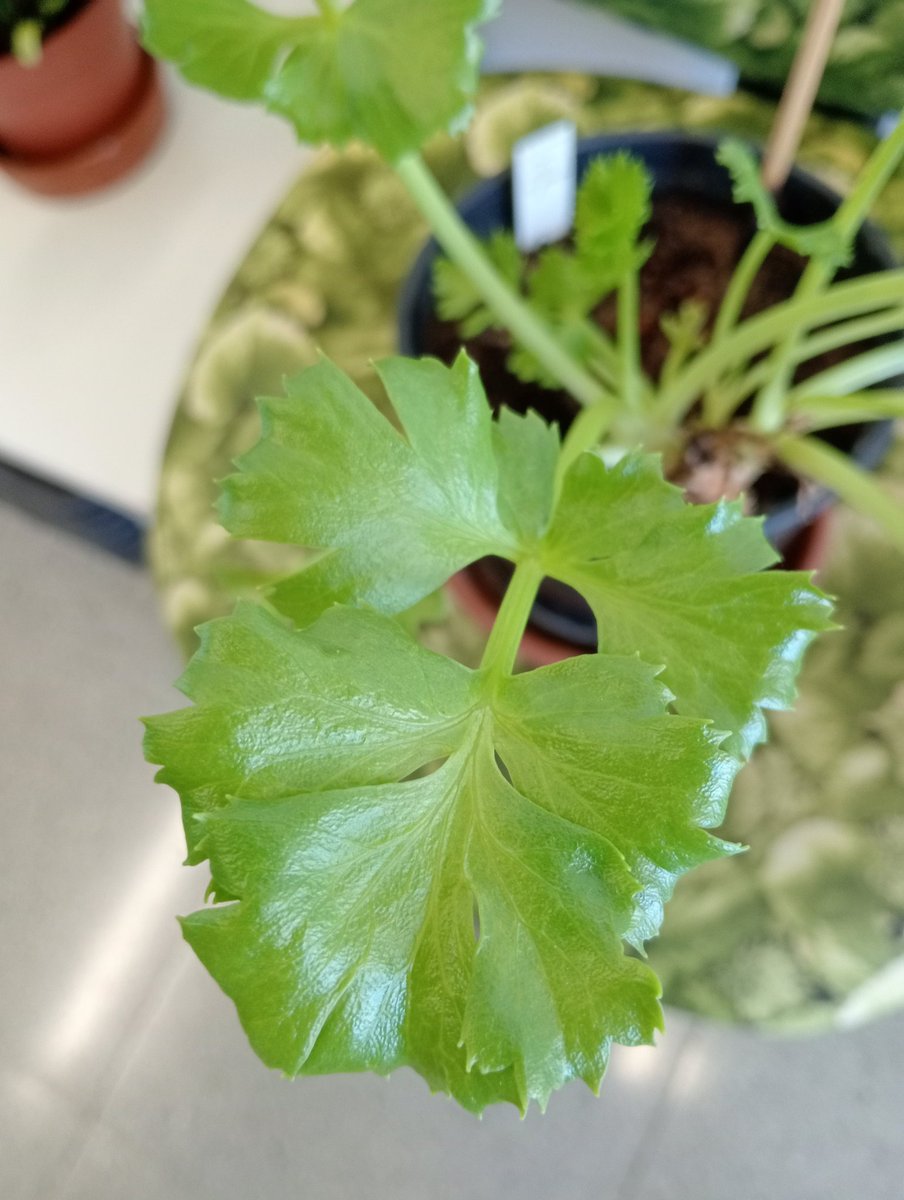 Nuestro ejemplar de Astydamia latifolia de la CV celebra la publicación de este nuevo artículo desde una posición privilegiada: la silla viva 😎. Este interesante artículo aporta evidencias de las magníficas capacidades colinizadoras de esta planta de Canarias y N. de África