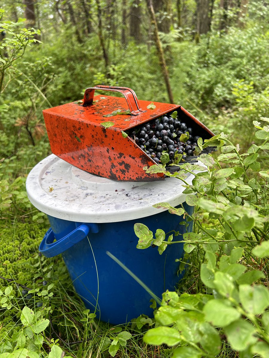 Blåbærplukking går liksom raskere med gode podcaster i øret. For eks. Frelst sin siste med Lars Stubhaug. <a href="/ha_frelst/">Frelst</a>