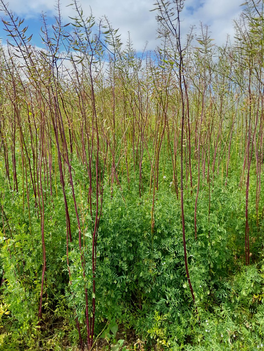[#ASSOPROTECT] - retour essais #lentilles #associées
✔️L'orge joue son rôle de tuteur et de concurrence aux adventices
✔️Cameline, la partie semée à la volée après le semis donne de meilleurs taux de levée
✖️Les lentilles non associées commencent à verser avec dvlpt de botrytis