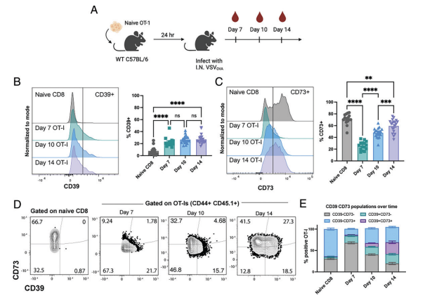 Waggoner Lab (@labwaggoner) on Twitter photo In contrast to exhausted CD39+ T cells in chronic infection, CD39+ TRM cells are fully functional when stimulated ex vivo with cognate Ag
<a href="/J_Immunol/">The Journal of Immunology</a> <a href="/PCRosato1/">Pam Rosato</a> <a href="/JordIsaacs/">Jordan F. Isaacs, PhD</a>
doi.org/10.4049/jimmun… In contrast to exhausted CD39+ T cells in chronic infection, CD39+ TRM cells are fully functional when stimulated ex vivo with cognate Ag
<a href="/J_Immunol/">The Journal of Immunology</a> <a href="/PCRosato1/">Pam Rosato</a> <a href="/JordIsaacs/">Jordan F. Isaacs, PhD</a>
doi.org/10.4049/jimmun…