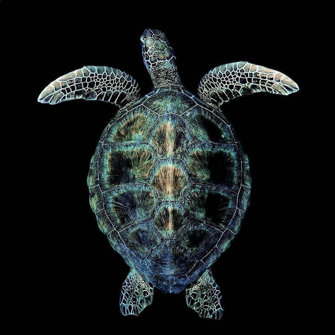 turtlebackzoo_'s tweet image. 🌙 We're curious to know your opinion for this photo.
#turtleart #loveturtles #turtlebackzoo #turtleclub
#turtlepond #hawaii #wales #northdakota #england
#delaware #scotland #mississippi #northernireland #Minnesota
#matagorda #houseton #pearland #josealvarado #galveston