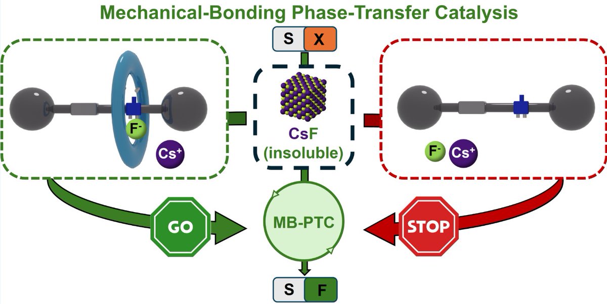 SOC-UMU Lab (@socumu_lab) on Twitter photo 📢Check out our latest paper in <a href="/J_A_C_S/">J. Am. Chem. Soc.</a>! We reveal how cooperative fluoride binding in urea-based #rotaxanes enables efficient phase-transfer fluorination with inorganic salts. Congrats, team!!! Thanks to <a href="/UMUdivulga/">UMU Divulga</a>, <a href="/AgEInves/">Agencia Estatal de Investigación</a>, and <a href="/FundacionSeneca/">Fundación Séneca</a>! 👉doi.org/10.1021/jacs.4… 📢Check out our latest paper in <a href="/J_A_C_S/">J. Am. Chem. Soc.</a>! We reveal how cooperative fluoride binding in urea-based #rotaxanes enables efficient phase-transfer fluorination with inorganic salts. Congrats, team!!! Thanks to <a href="/UMUdivulga/">UMU Divulga</a>, <a href="/AgEInves/">Agencia Estatal de Investigación</a>, and <a href="/FundacionSeneca/">Fundación Séneca</a>! 👉doi.org/10.1021/jacs.4…