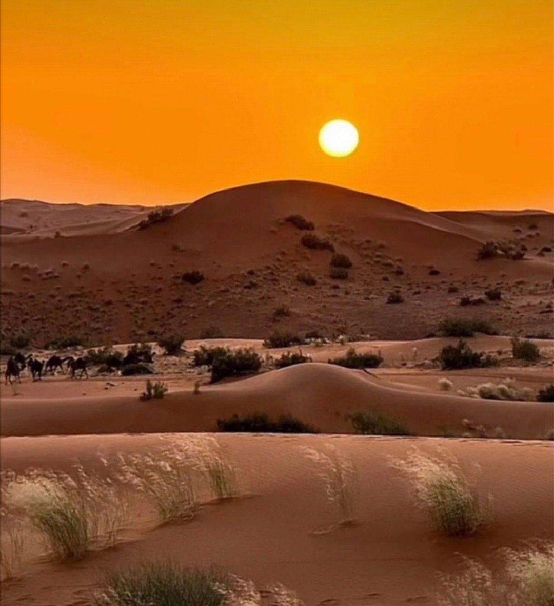 ما سألت الشمس عن وقت الغروب
دامها وأن " جاملتني " غايبه ! 
الوصل لو ، نبتعد وصل القلوب
ما نسيتك .. لو ظنوني خايبه