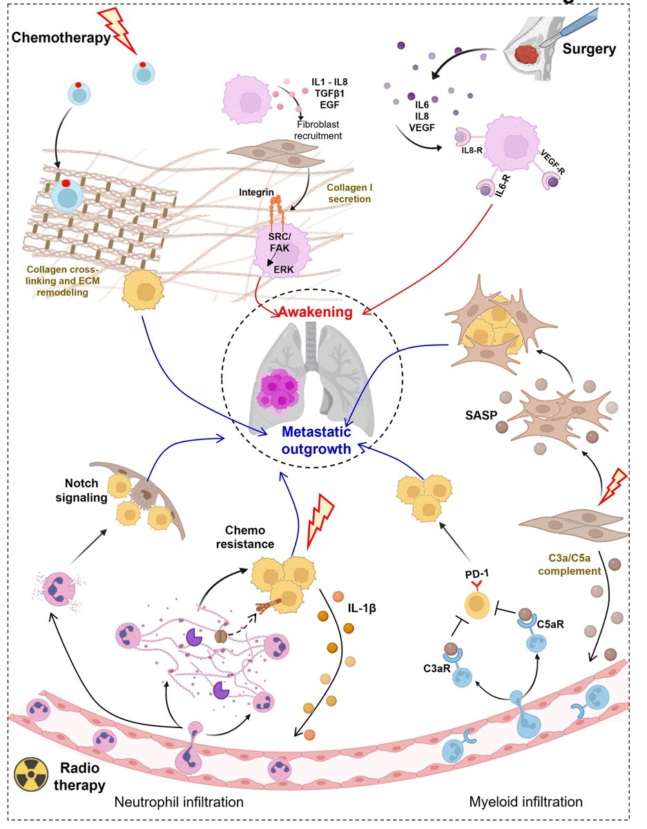 📢New Publication Alert! 📢

Excited to share our latest review article published in #Cancer and Metastasis Reviews describing how cancer treatments impact dormant DTCs in the lung.

Thank you so much and congratulations to all co-authors: #NicolasE.; <a href="/ednacukierman/">Dr. Edna Cukierman, Ph.D.</a>, #KosmiderB.;