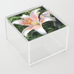 TaicheTees's tweet photo. Oriental Hybrid #Lily White, Peach and Pink #AcrylicBox #taiche #Society6 #taiche #society6 #taiche #lily #lilies #lilium #flora #botanical #orangeflower #orangelily #garden #orangeflowers #gardeners #florists #horticulturists #maybirthflower #birthflower https://t.co/RuCBEKRUv5 https://t.co/WqqjH5ryMx