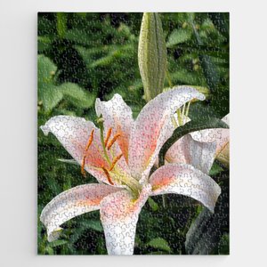 TaicheTees's tweet photo. Oriental Hybrid #Lily White, Peach and Pink #AcrylicBox #taiche #Society6 #taiche #society6 #taiche #lily #lilies #lilium #flora #botanical #orangeflower #orangelily #garden #orangeflowers #gardeners #florists #horticulturists #maybirthflower #birthflower https://t.co/RuCBEKRUv5 https://t.co/WqqjH5ryMx