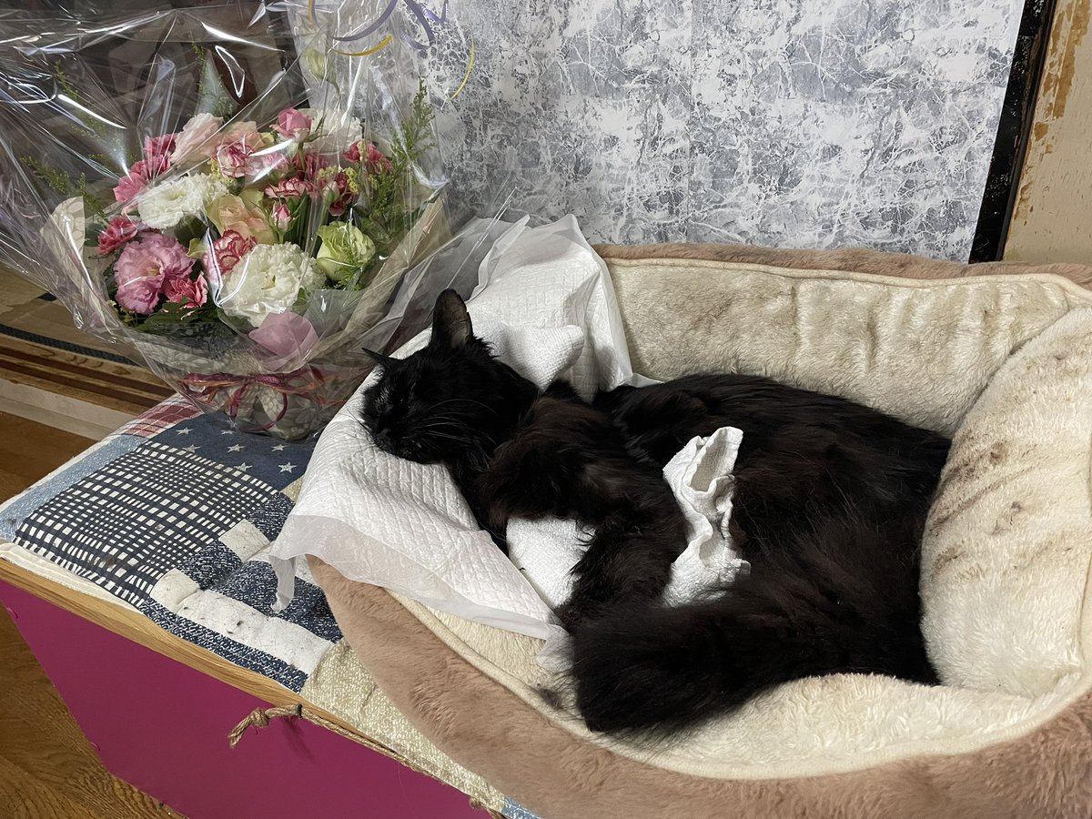 rrryougackt's tweet photo. ムムのおかげで玲奈の猫に対する恐怖を
和らげてくれたよ！
良い経験と思い出をありがとう！
マーキングのションベン臭かったのも
今では笑い話🤭
優しい優しい猫やったな！
最高の死に方と最高の死に場所で
息を引き取れたのはムムの日々の行いが
良かった証拠！
ウチに来てくれてありがとうな🐈🐟 https://t.co/BKlcJPjsx8