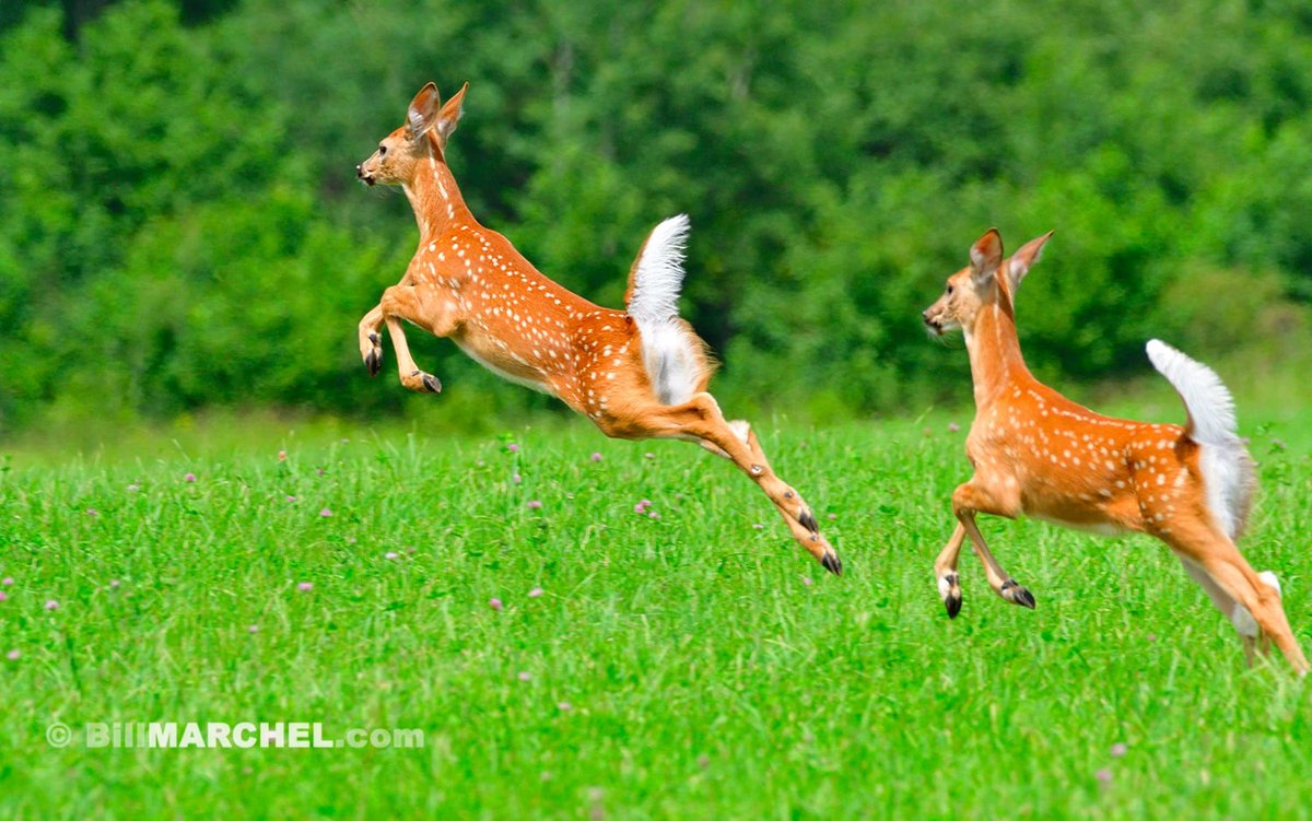 A pair of White-tailed Deer fawns race across a hay field. Even though these young deer are less than two-months-old they sprint with the ease, grace, and speed of an adult.