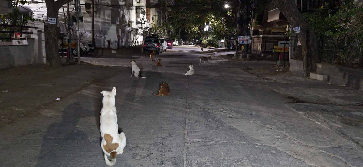 ManaManikonda's tweet image. Panchavati Colony resident reports another grave #dog attack on Road 13A. A street dog attacked a 50-year-old woman, 2 kids, &amp;amp; killed another dog. The situation is scary for pedestrians. Urgent action is needed from local authorities. @ManikondaMc @ACLB_Rangareddy @CollectorRRD🐶