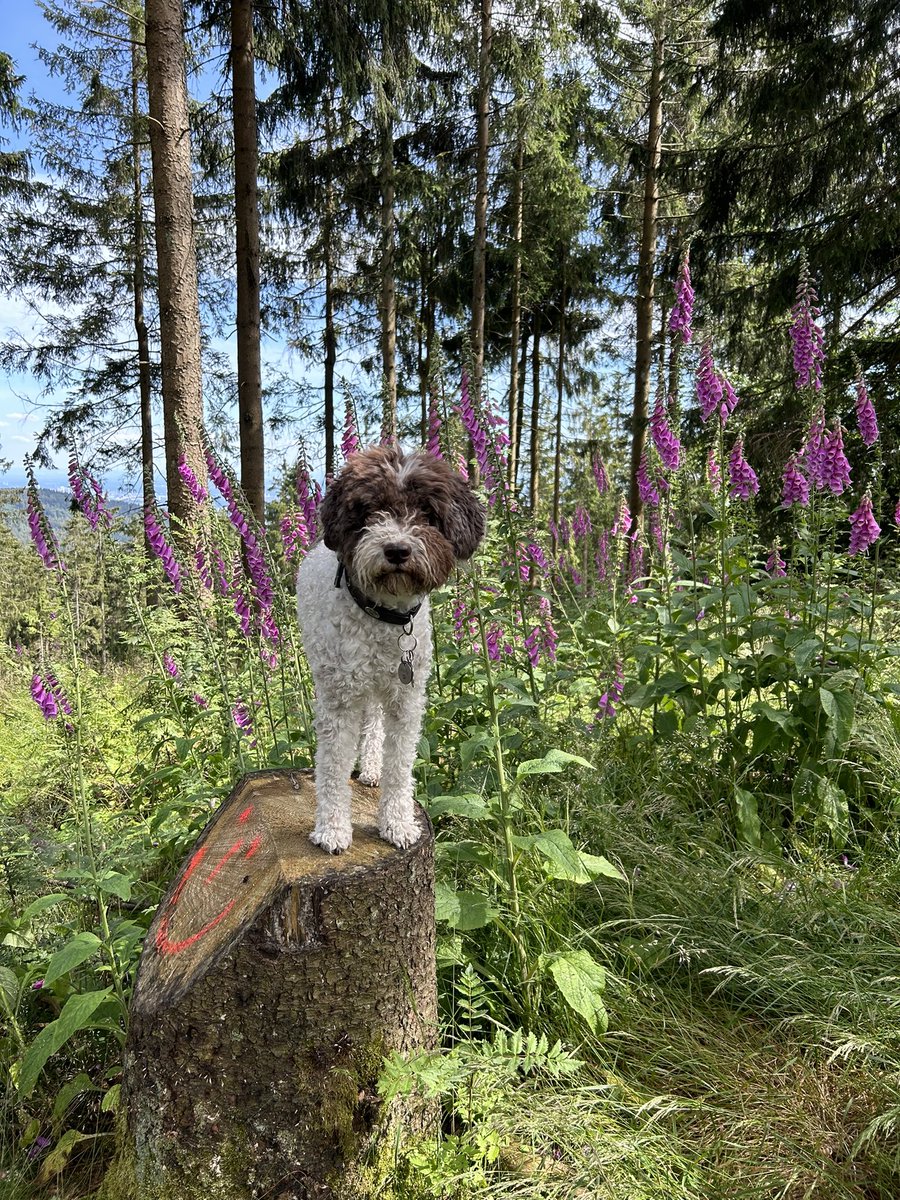HLagotto's tweet photo. @Kamillo_Lagotto Gruß vom Kleinen Feldberg! https://t.co/3CPq40gno4