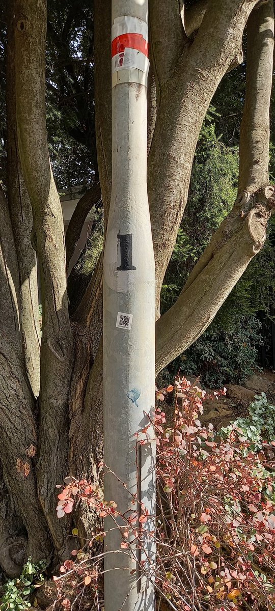 stefano madies tweet media