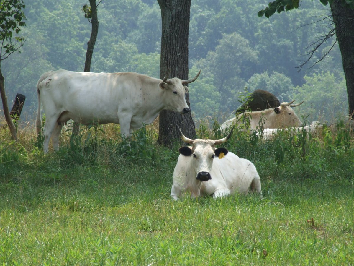 It's Cow Appreciation Day! Tell us what heritage breed cows you appreciate the most! Learn more about heritage breed cattle like these Ancient White Park cows here: