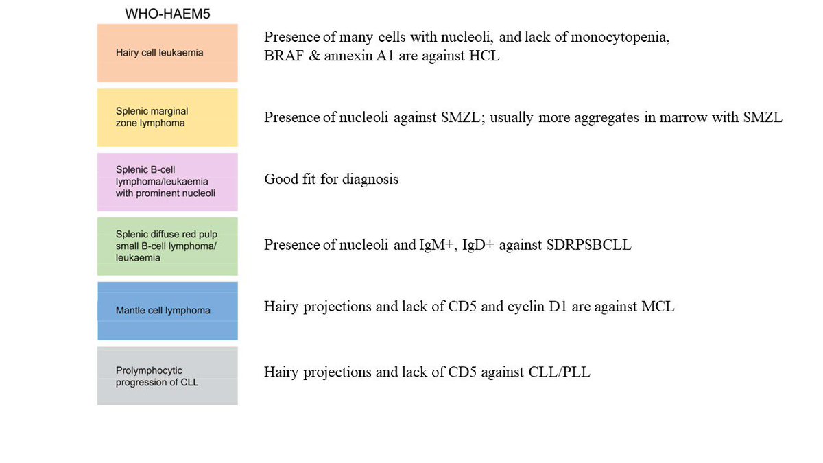 Pathologists! Per WHO 5th edition, the term “hairy cell leukemia variant” is eliminated; most such cases are now classified as splenic B cell lymphoma/leukemia with prominent nucleoli (SBLLPN). Here is an example of SBLLPN.