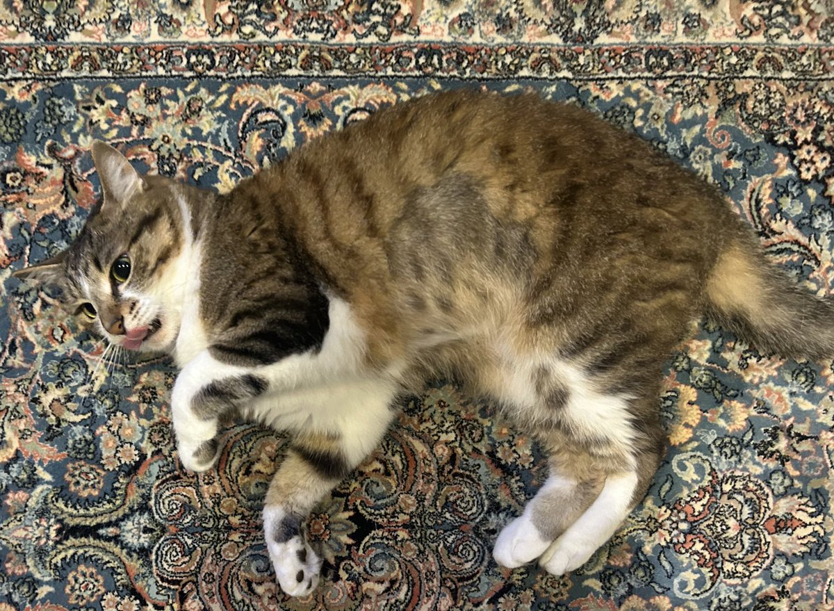 日曜日は嘔吐しなかったけど今日もご飯食べてすぐ嘔吐…いつも食べた後…早食いだからかな。普段通り元気そうだし1日1回だけなのでもうちょっと様子見ます。
今日も皮下点滴頑張りました。