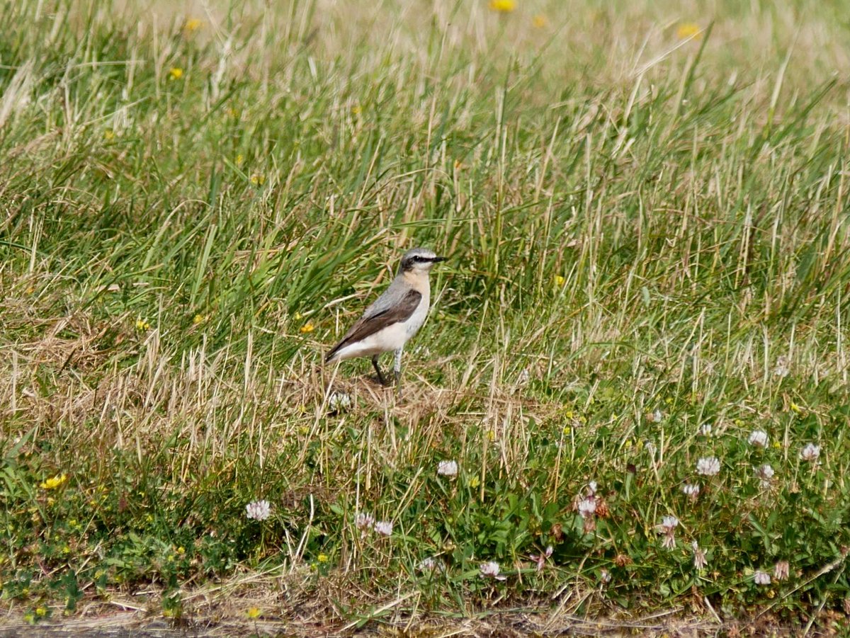 In June's 100sp Challenge, I managed 111sp in Bedfordshire - nothing too unusual albeit early departing migrants included Redstart, Wheatear, Short-eared Owl with a Black-tailed Godwit (possibly the 1st one in 2024 in the County) being a surprise. 2 Cattle Egrets late on too.