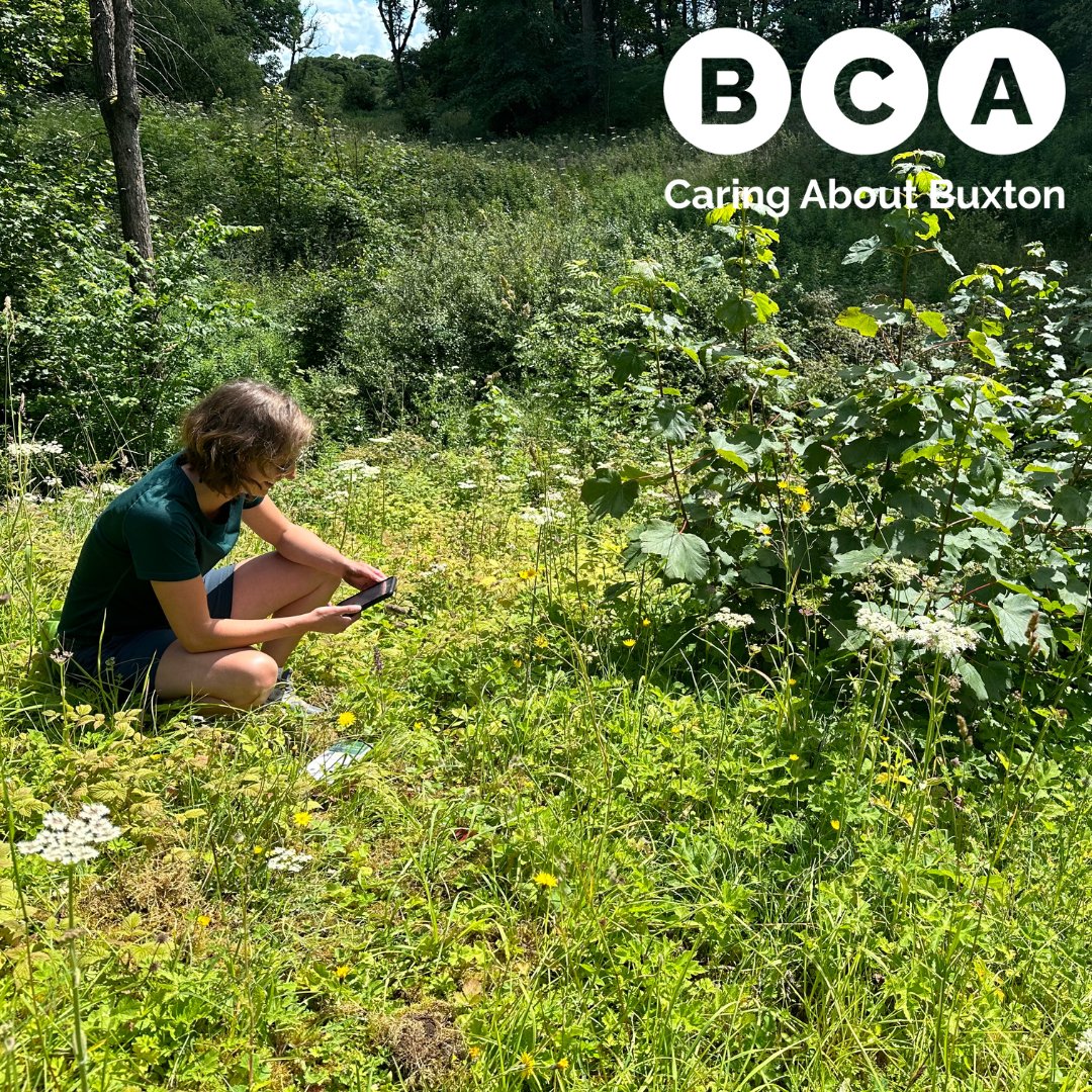 It's #WoodlandWednesday! Here's our Woodland Manager, Harriet, documenting the wildflower species that make our glades so special! If you have a passion for nature and would love to volunteer your skills, get in touch at volunteering@buxtoncivicassociation.org.uk 🐝 #BCAWoods